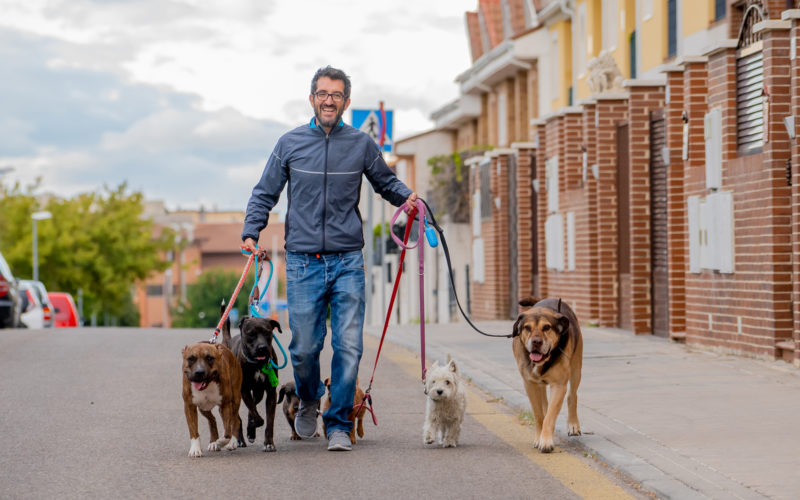 Dog Walker Toronto