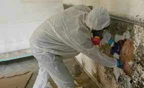 Mould Removal