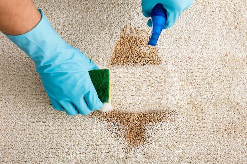 How to Clean Vomit from Carpet?Blog Hub