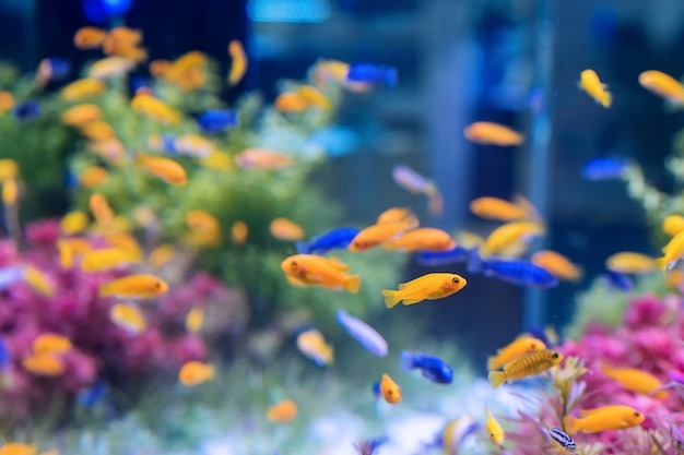 Best Aquariums In Perth